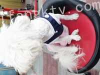 我和愛養泰迪的女友那些風流事 分手後的性生活泄露 內射流精 完美露臉 高清