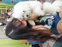 我和愛養泰迪的女友那些風流事 分手後的性生活泄露 內射流精 完美露臉 高清