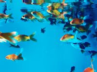 超人氣大神『王動』2022最新重磅私拍 全新嫩模 全裸出鏡 情色藝術完美結合 高清