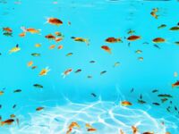 超人氣大神『王動』2022最新重磅私拍 全新嫩模 全裸出鏡 情色藝術完美結合 高清