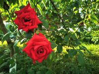 字母界女神『薈萃』帶壞淫戲調教母狗 露出訓犬捆綁 調教金屬光澤閃耀M奴之心 高清