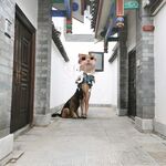 字母界女神『薈萃』帶壞淫戲調教母狗 露出訓犬捆綁 調教金屬光澤閃耀M奴之心 高清