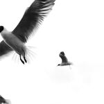 走另類情色唯美路線的攝影大咖AMA女體藝術私拍各種露臉極品反差美模觀感另一種滋味