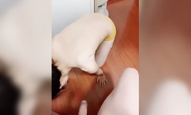 最新極品嫩妹啪啪自拍 後入逼洞大開隔空內射 蜜桃美臀紋身 後入沖刺感官 超刺激 高清 (22)