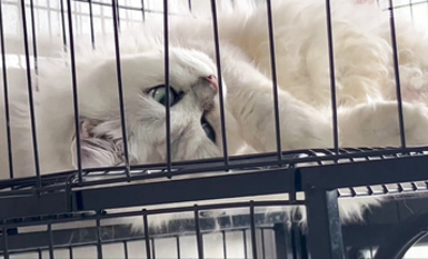 超美網紅『寶藏女孩』外網付費群視頻流出 誘惑裸舞 呻吟紫薇整理合集 (12)