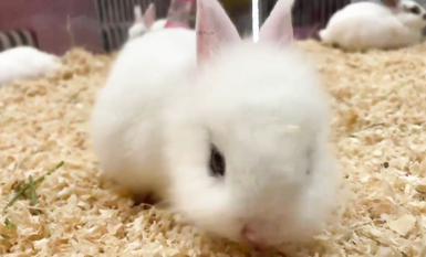 超嫩蘿莉雲集『玉紫醬+甜甜起司桃+貓七小+兔醬』極品翹乳粉穴榨乾你的精華超養眼yui (11)