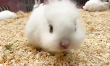 超嫩蘿莉雲集『玉紫醬+甜甜起司桃+貓七小+兔醬』極品翹乳粉穴榨乾你的精華超養眼yui (11)