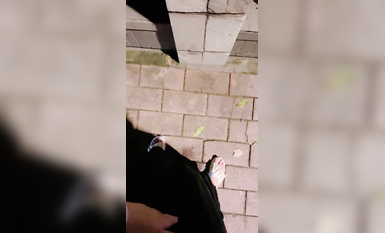 超嫩蘿莉雲集『玉紫醬+甜甜起司桃+貓七小+兔醬』極品翹乳粉穴榨乾你的精華超養眼貓七小噴泉 (13)